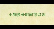 小狗多长时间可以训