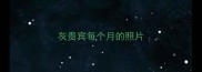 灰贵宾每个月的照片