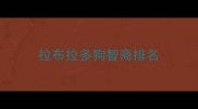 拉布拉多狗智商排名