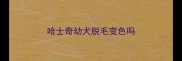哈士奇幼犬脱毛变色吗