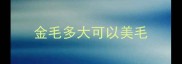 金毛多大可以美毛