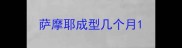 萨摩耶成型几个月
