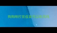 狗狗刚打完疫苗可以吹风吗