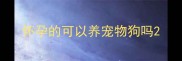 怀孕的可以养宠物狗吗
