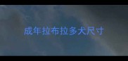成年拉布拉多犬尺寸