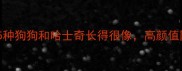 全网最全这5种狗狗和哈士奇长得很像高颜值同款毛色推荐