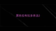 黑色拉布拉多养法