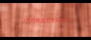 2个月的金毛犬几斤