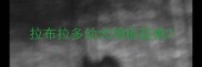 拉布拉多幼犬喝板蓝根