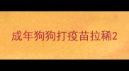 成年狗狗打疫苗拉稀