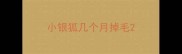 小银狐几个月掉毛