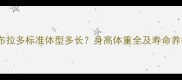 成年拉布拉多标准体型多长身高体重全及寿命养护指南