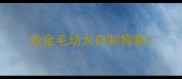 给金毛幼犬自制狗粮