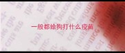 一般都给狗打什么疫苗