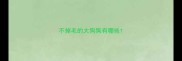 不掉毛的大狗狗有哪些