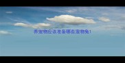 养宠物应该准备哪些宠物兔
