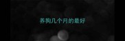 养狗几个月的最好