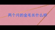 两个月的金毛长什么样