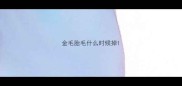 金毛胎毛什么时候掉