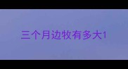 三个月边牧有多大