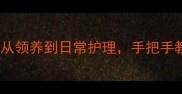 长春养哈士奇全攻略从领养到日常护理手把手教你打造完美宠物生活
