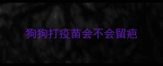 狗狗打疫苗会不会留疤