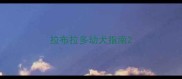 拉布拉多幼犬指南