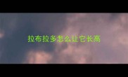 拉布拉多怎么让它长高