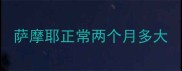 萨摩耶正常两个月多大