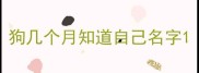 狗几个月知道自己名字