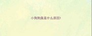 小狗狗臭是什么原因