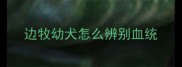边牧幼犬怎么辨别血统