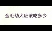 金毛幼犬应该吃多少