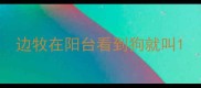 边牧在阳台看到狗就叫