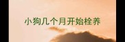 小狗几个月开始栓养