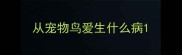 从宠物鸟爱生什么病