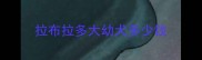 拉布拉多大幼犬多少钱