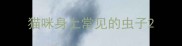 猫咪身上常见的虫子