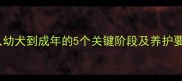柯基犬饲养全攻略从幼犬到成年的5个关键阶段及养护要点附成长时间表
