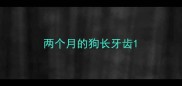 两个月的狗长牙齿