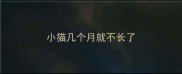 小猫几个月就不长了