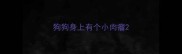 狗狗身上有个小肉瘤