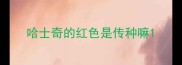 哈士奇的红色是传种嘛