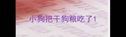 小狗把干狗粮吃了