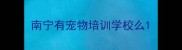 南宁有宠物培训学校么