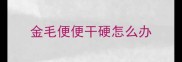 金毛便便干硬怎么办