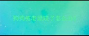 狗狗被老鼠咬了怎么办