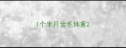 1个半月金毛体重
