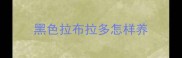 黑色拉布拉多怎样养