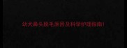 幼犬鼻头脱毛原因及科学护理指南
